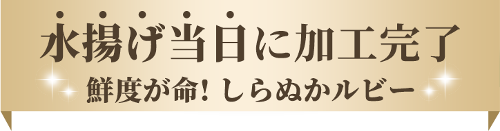 水揚げ当日に加工完了 鮮度が命! しらぬかルビー